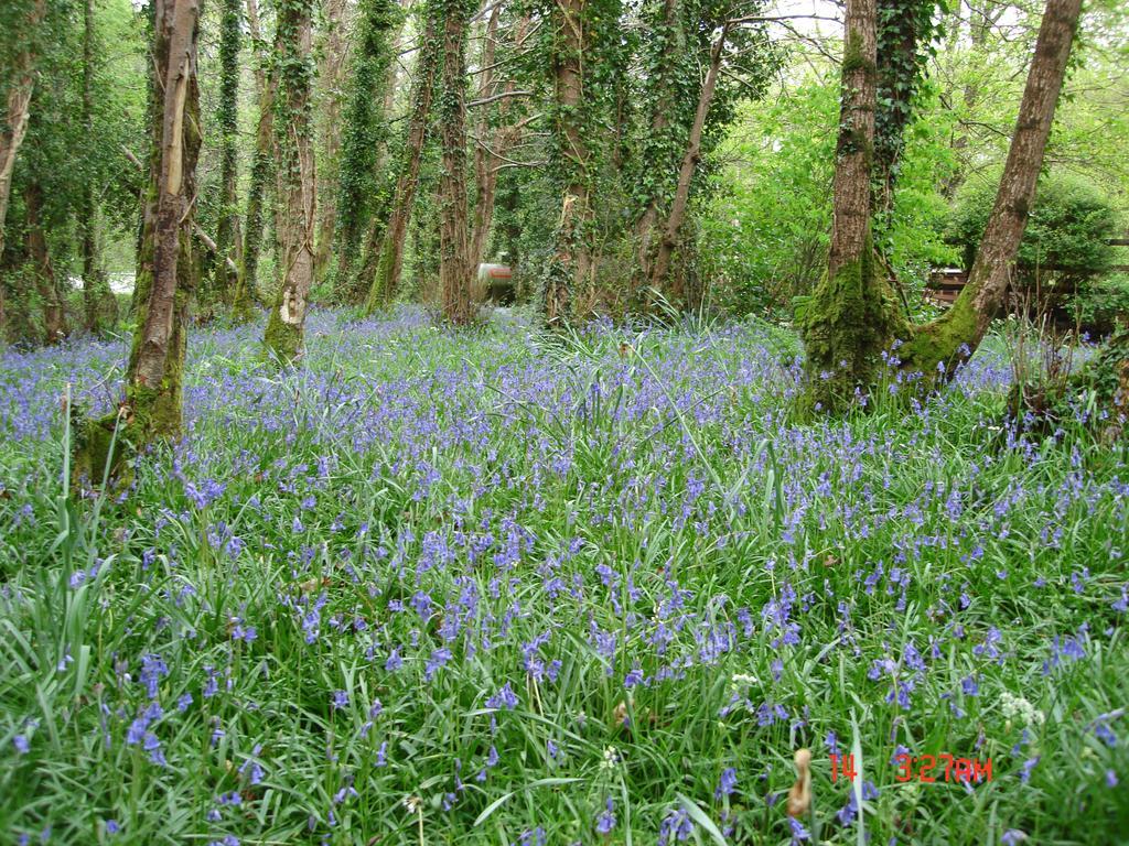 Gleann Fia Country House Killarney Exterior foto